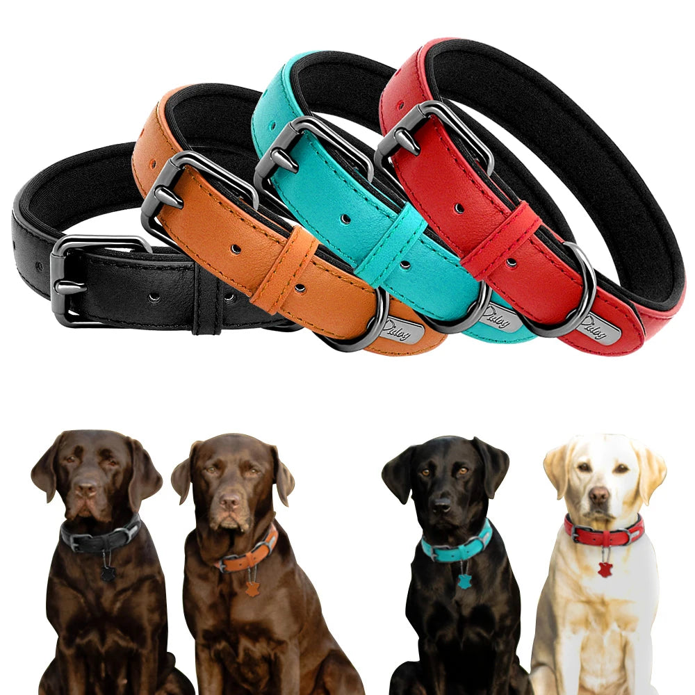 Leather dog collar | Padded & adjustable for small to large breeds