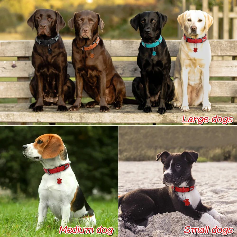 Leather dog collar | Padded & adjustable for small to large breeds