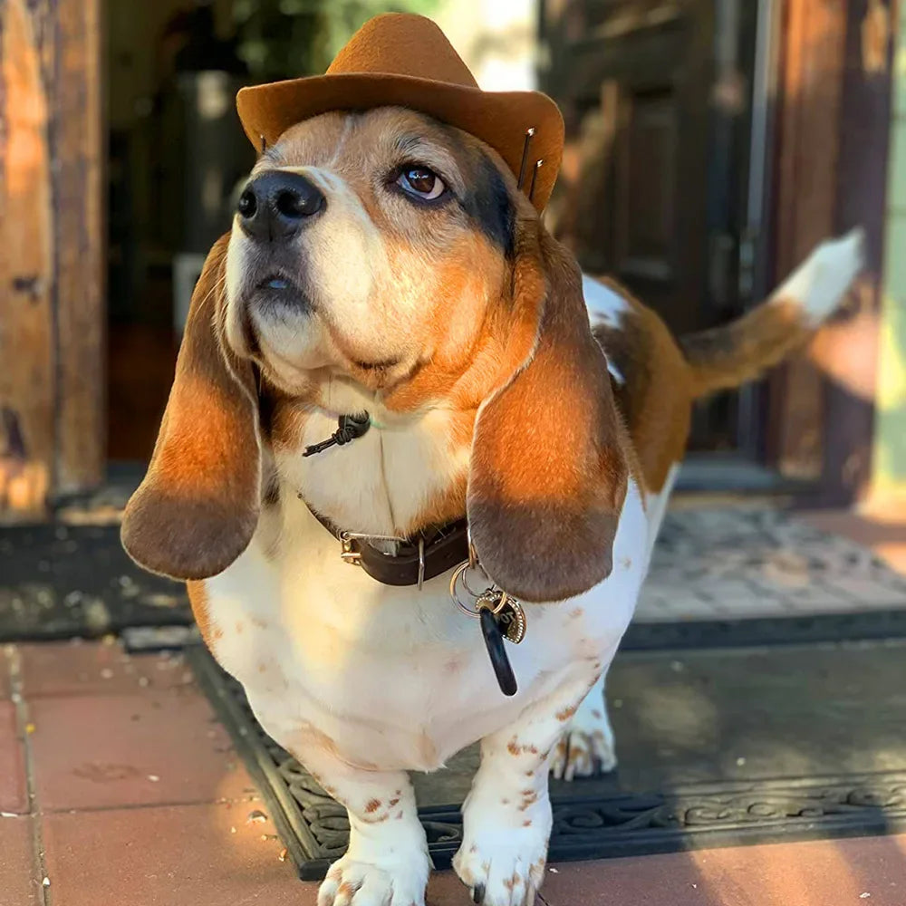 Fashion dog cowboy hat | Stylish pet hats for small & medium dogs and cats